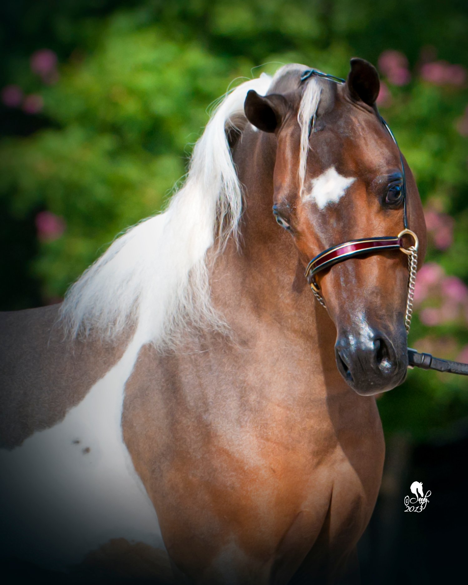 Buckeye WCF Classical Cavalier - Miniature Shetland Stallion